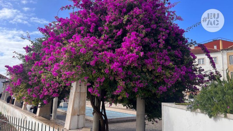 What to see in Lisbon