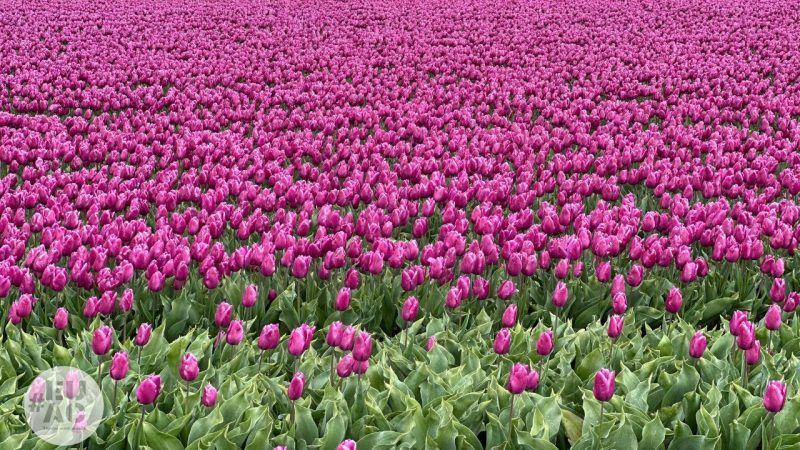 tulipanes en Holanda