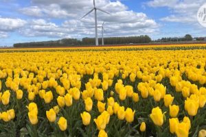 Molinos, tulipanes y pueblos holandeses. Países Bajos