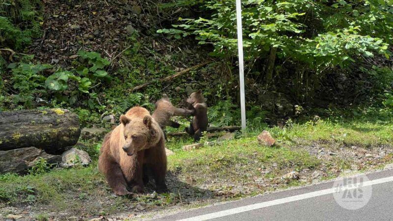 Bears on the Transfagarasan