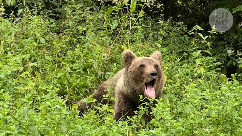 Bears on the Transfagarasan